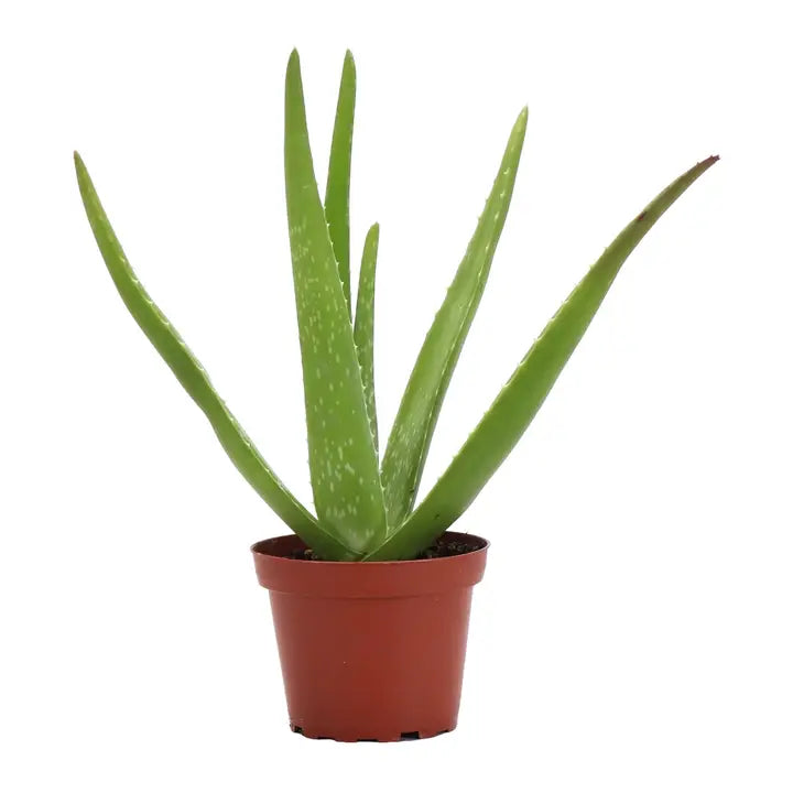 Aloe Vera Plant