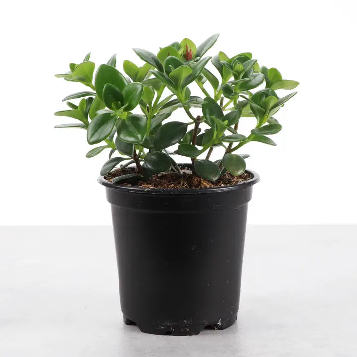 Goldfish Plant