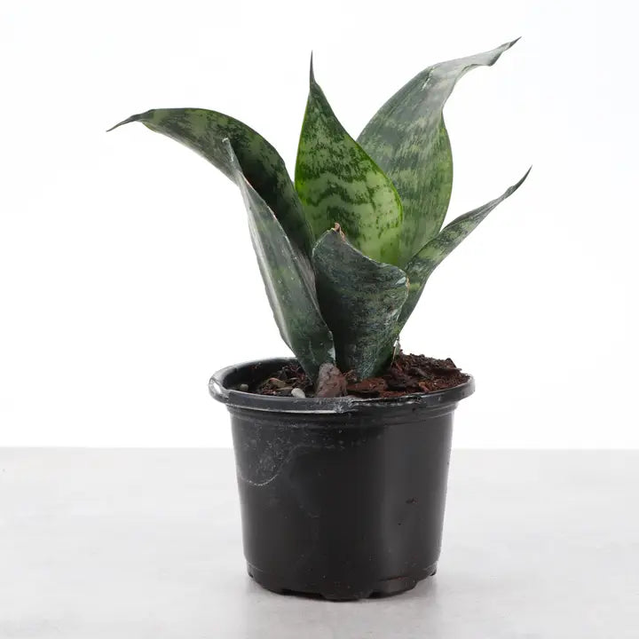 Snake 'zeylancia', Snake Plant