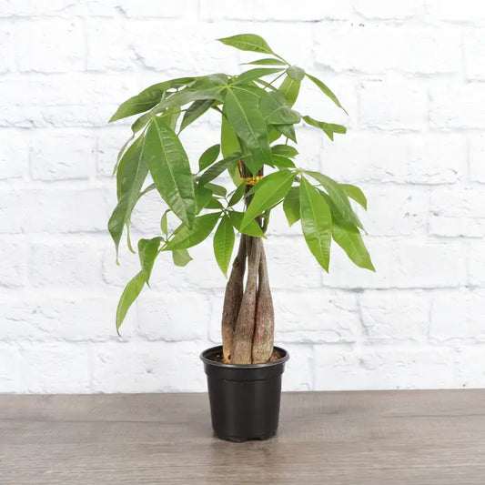 Money Tree
