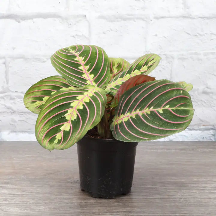 Red Prayer Plant