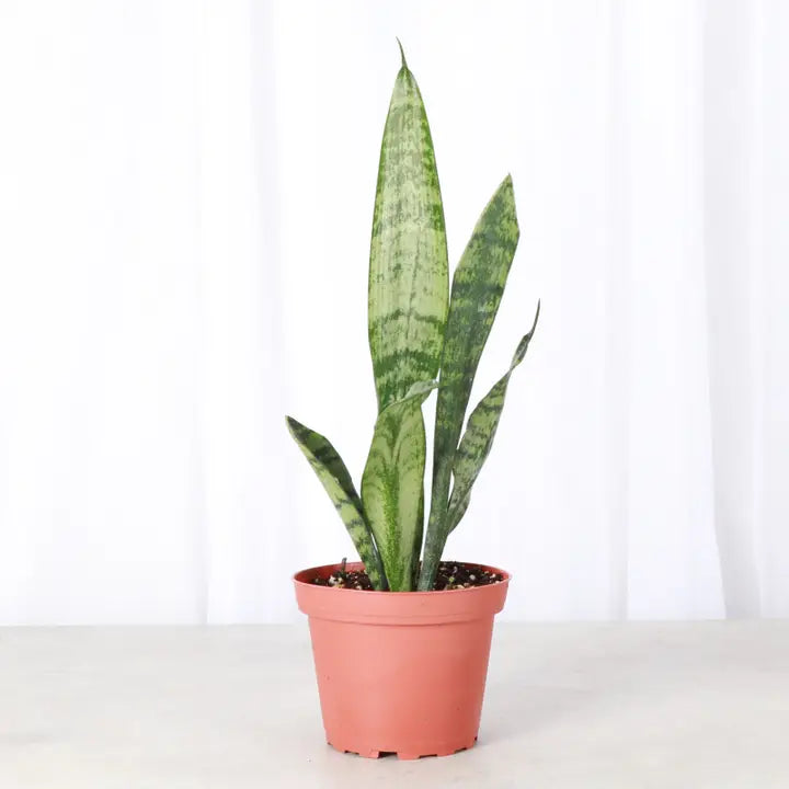 Snake 'zeylancia', Snake Plant